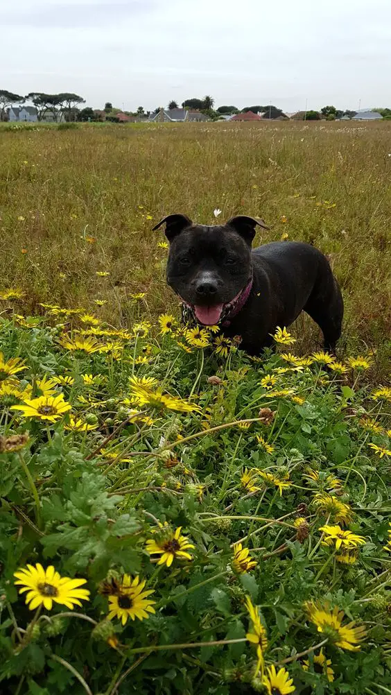 Staffordshire Bull Terrier in the field of wildflowers