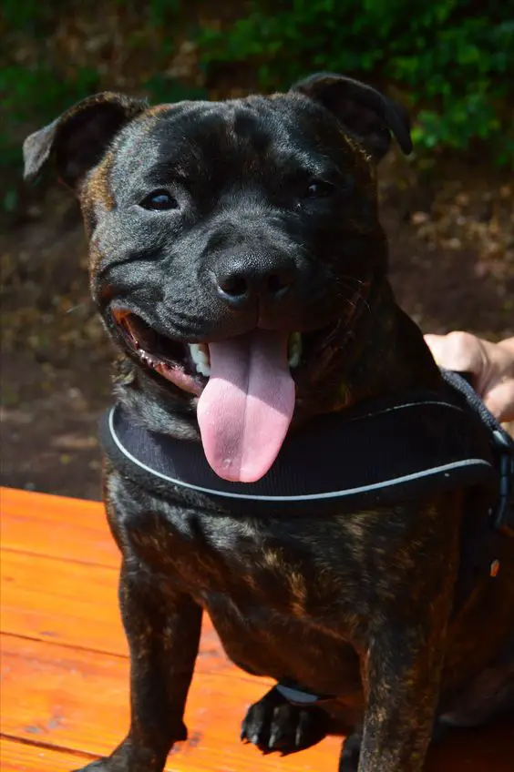 black Staffordshire Bull Terrier sitting on the wooden bench with its tongue sticking out