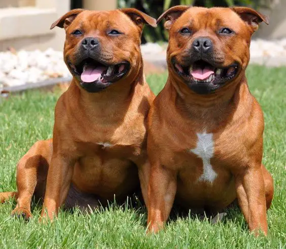 two brown Staffordshire Bull Terrier sitting on the green grass