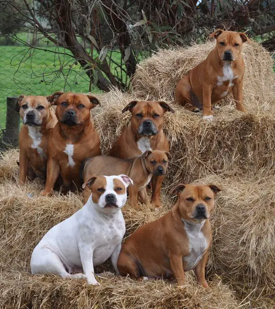 group of Staffordshire Bull Terrier sitting on top of hay bundles