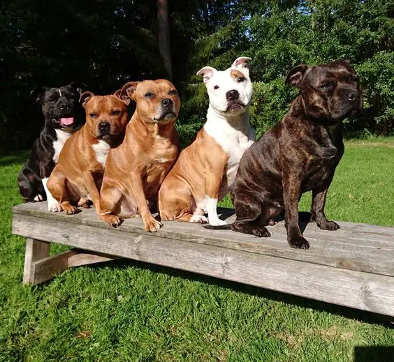 aligned Staffordshire Bull Terrier sitting on the bench