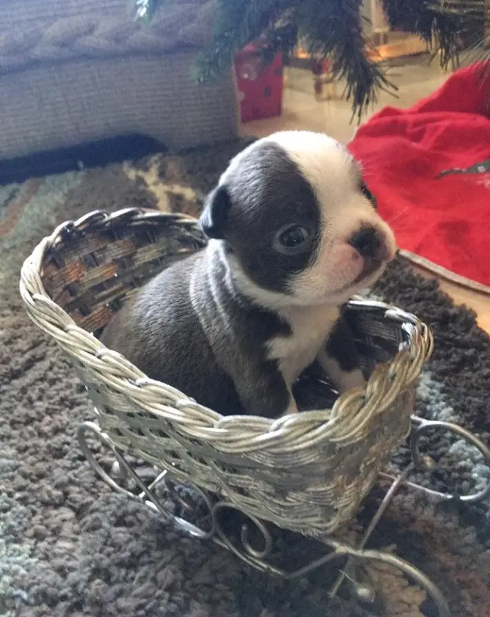Teacup Boston Terrier sitting inside a basket