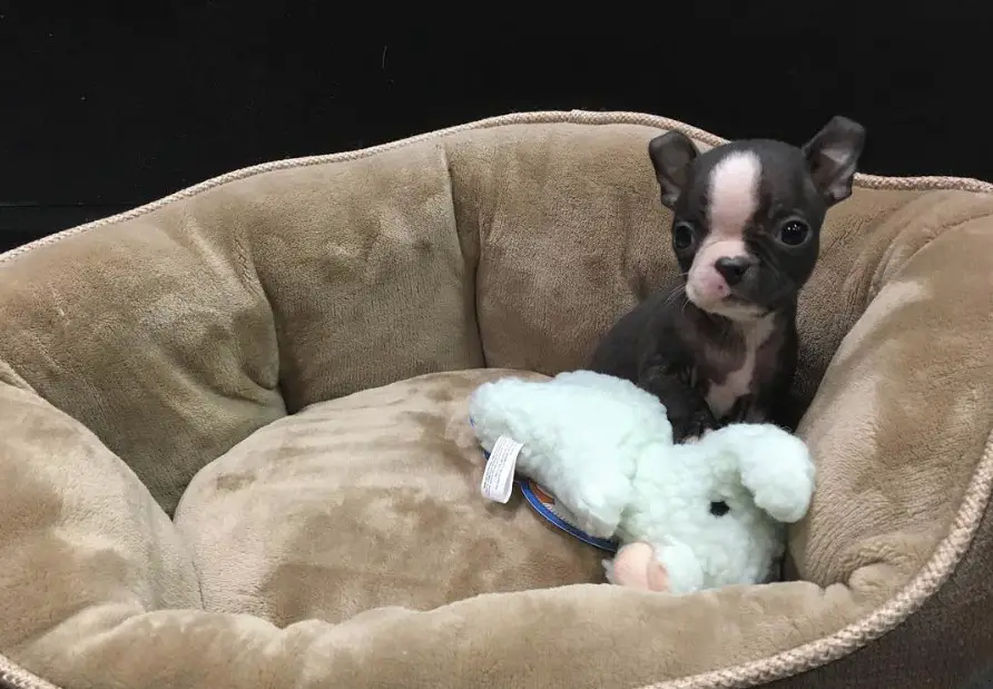 Teacup Boston Terrier sitting in its bed with a stuffed toy
