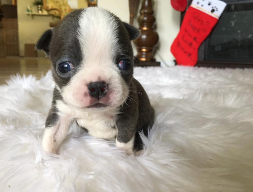 20 of the Cutest Pictures of Teacup Boston Terrier Dogs ...