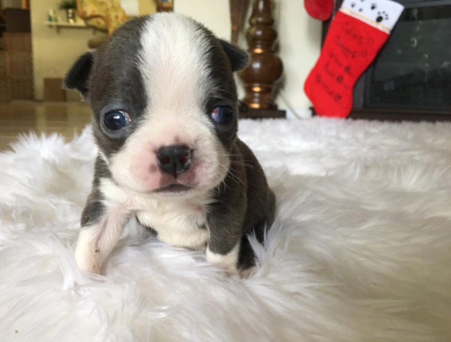 Teacup Boston Terrier puppy sitting on top of a feathery carpet