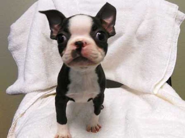 Teacup Boston Terrier sitting on top of a white towel