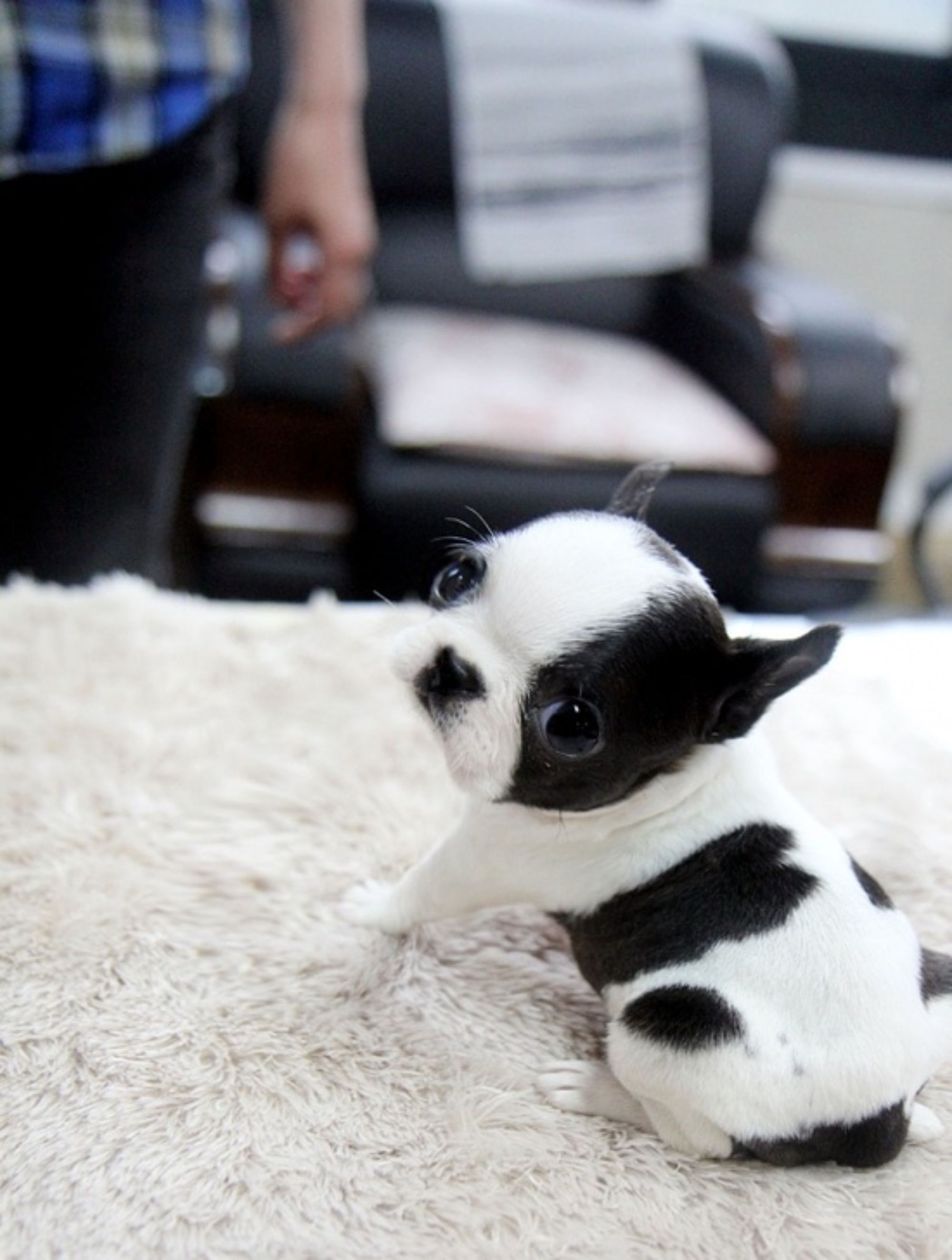 Teacup Boston Terrier sitting on top of a table