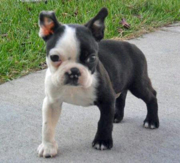 Teacup Boston Terrier taking a walk outdoors