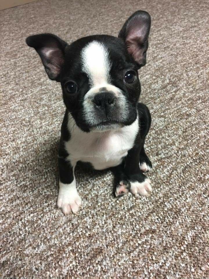Teacup Boston Terrier sitting on the floor