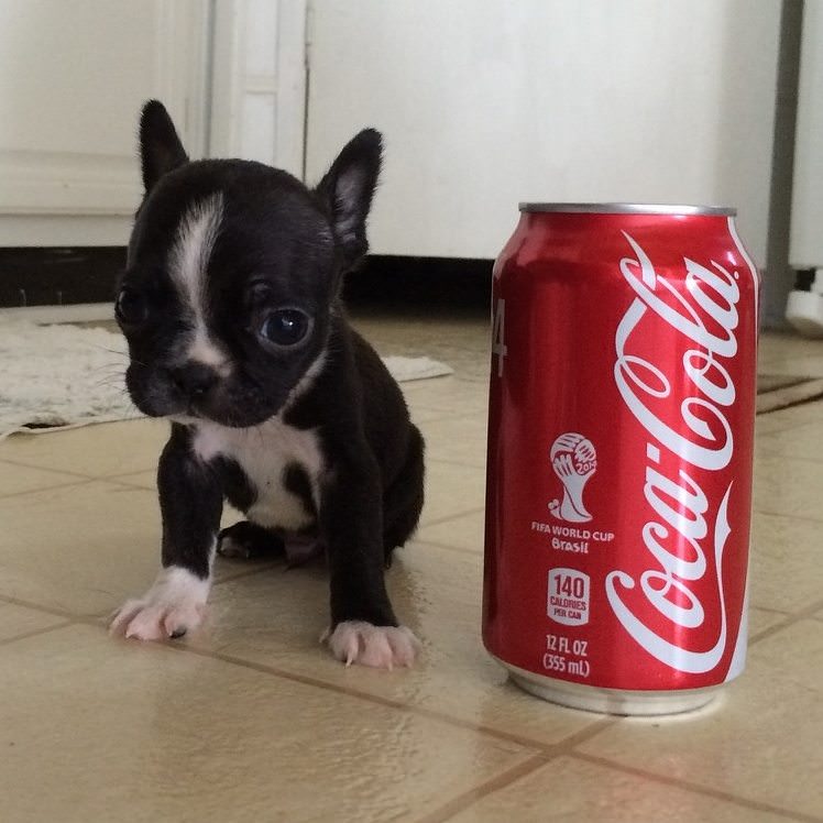 Teacup Boston Terrier sitting on the floor beside a coca cola can