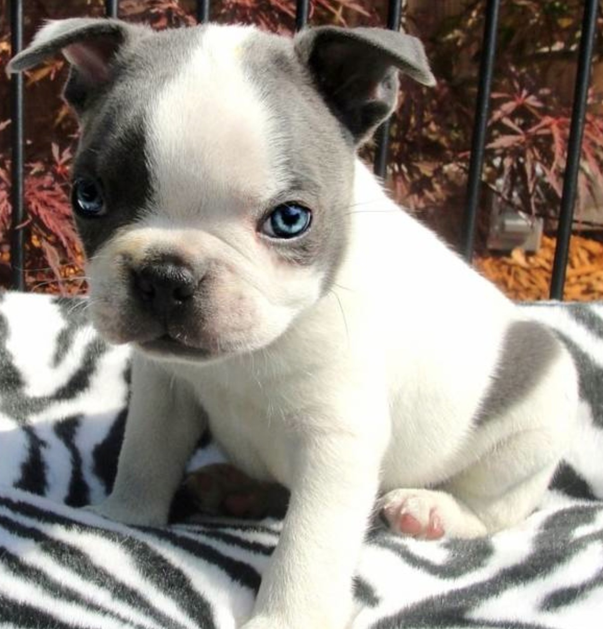 Teacup Boston Terrier with blue eyes sitting on top of a blanket outdoors under the sun