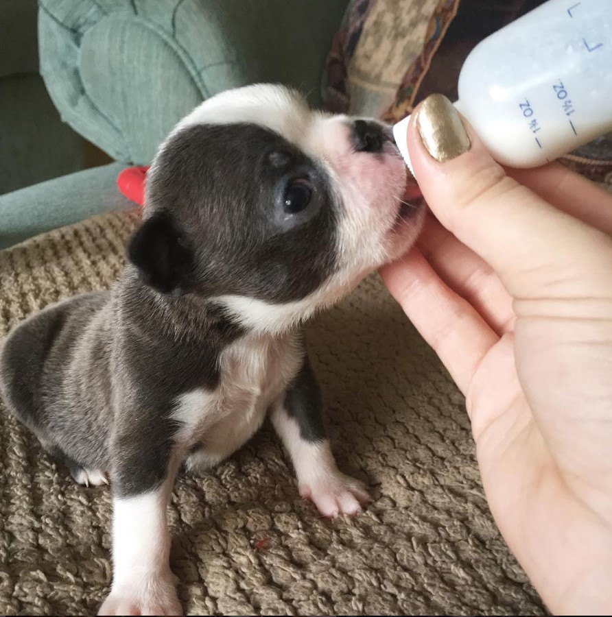 bottle feeding a Teacup Boston Terrier puppy