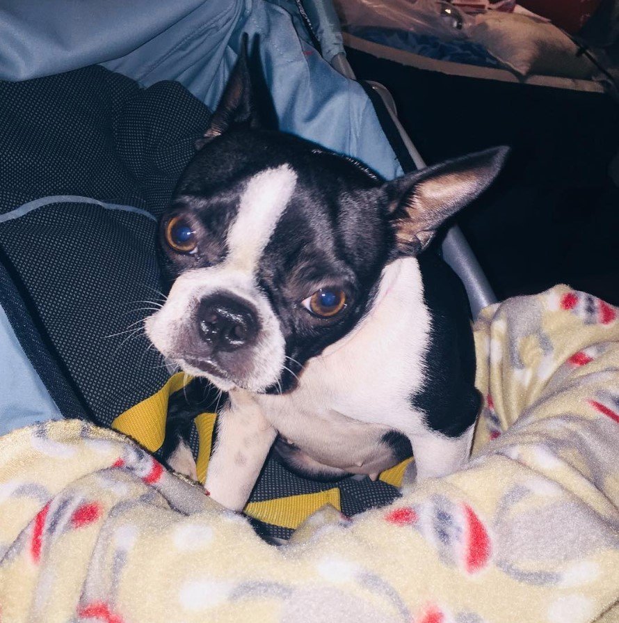 How Big Is A Teacup Boston Terrier at Julia Domenico blog
