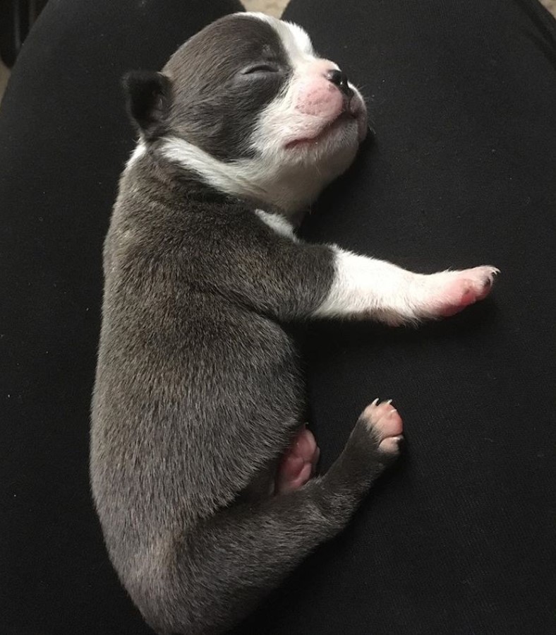 Teacup Boston Terrier soundly sleeping on top of its owner's lap