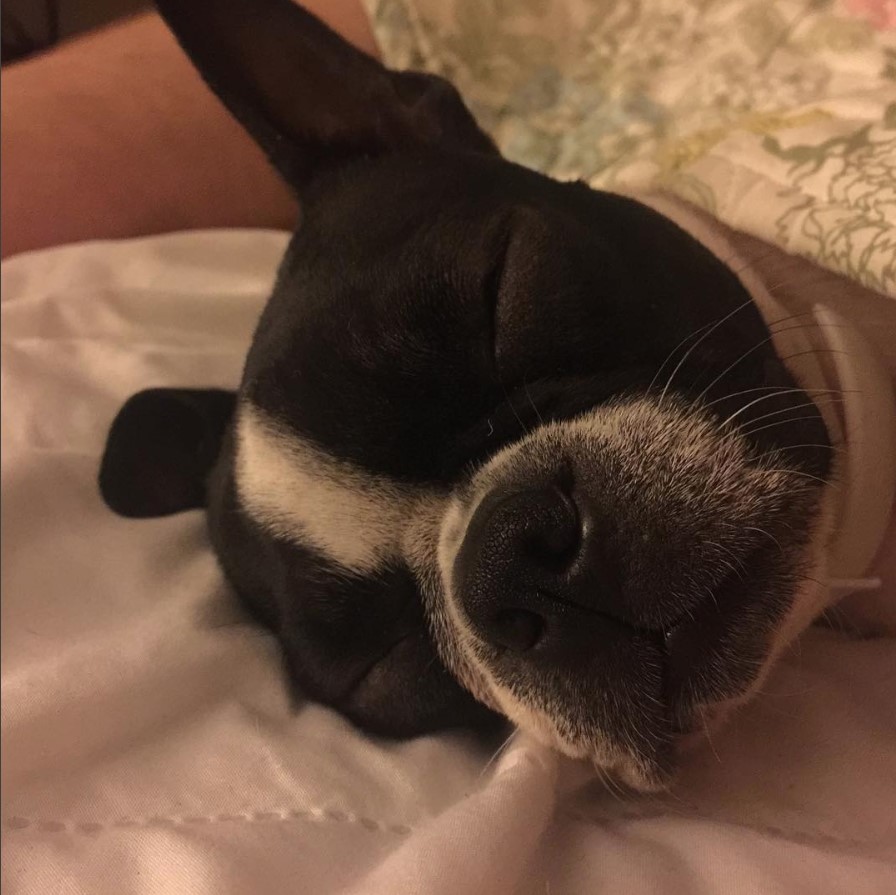 cute sleeping face Teacup Boston Terrier