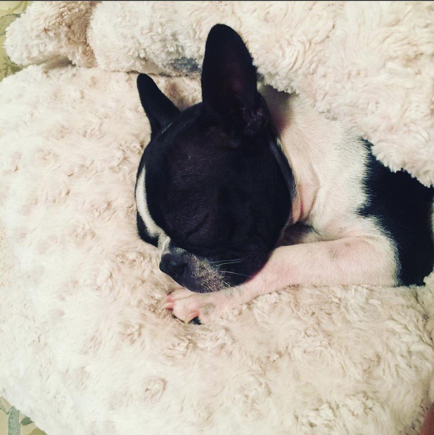 Teacup Boston Terrier sleeping soundly in bed