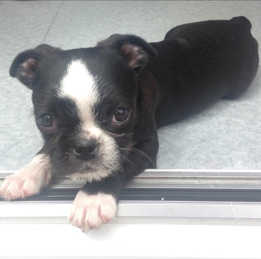 Teacup Boston Terrier lying down on the floor