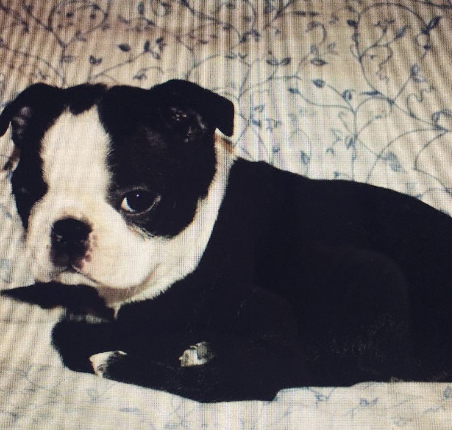 Teacup Boston Terrier lying on the couch