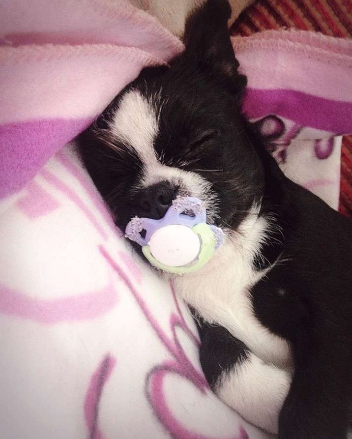 Teacup Boston Terrier sleeping with a pacifier in its mouth