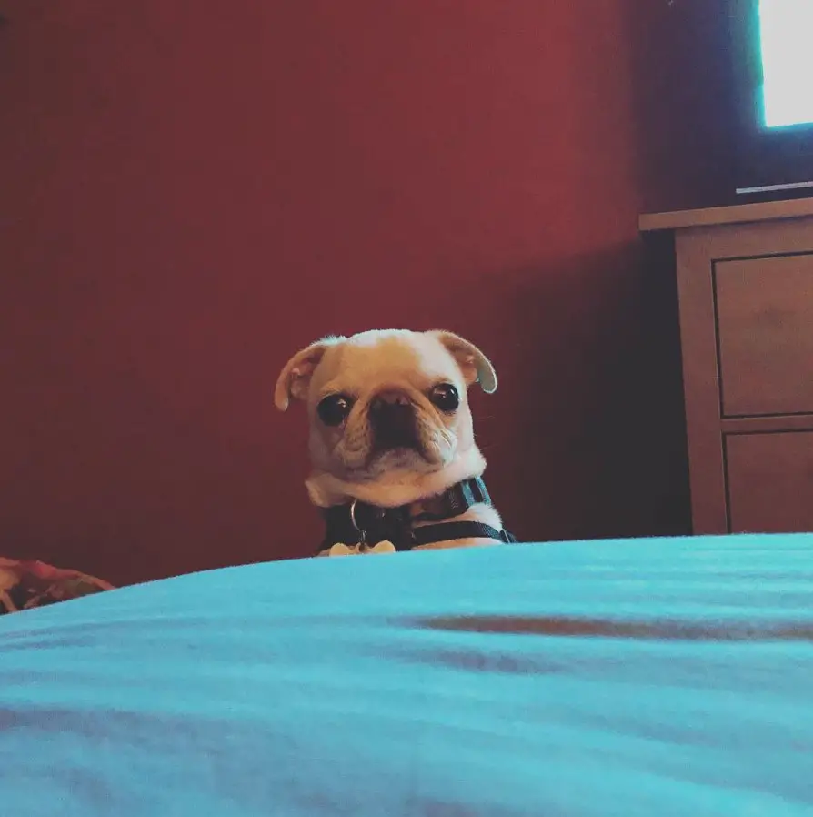 Teacup Pug standing up from the end of the bed
