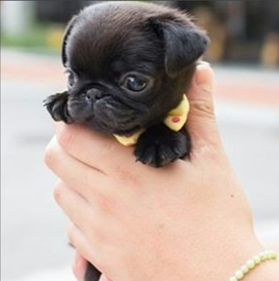 black Teacup Pug in hand