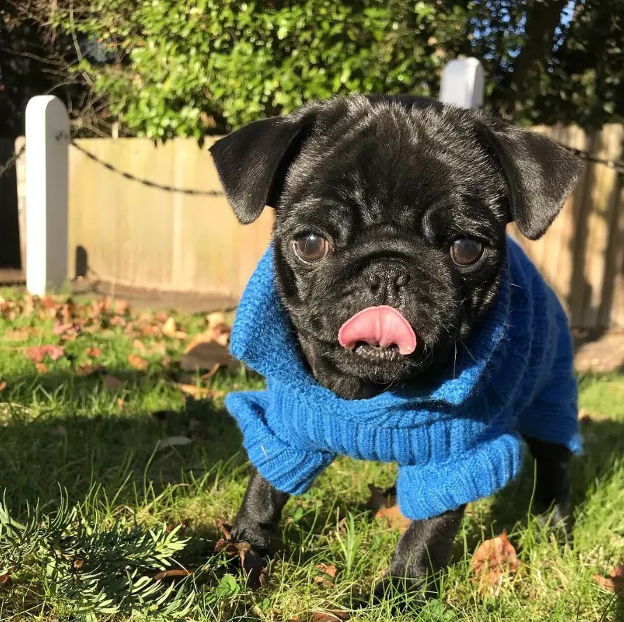 black Teacup Pug wearing a blue sweater siting on the green grass