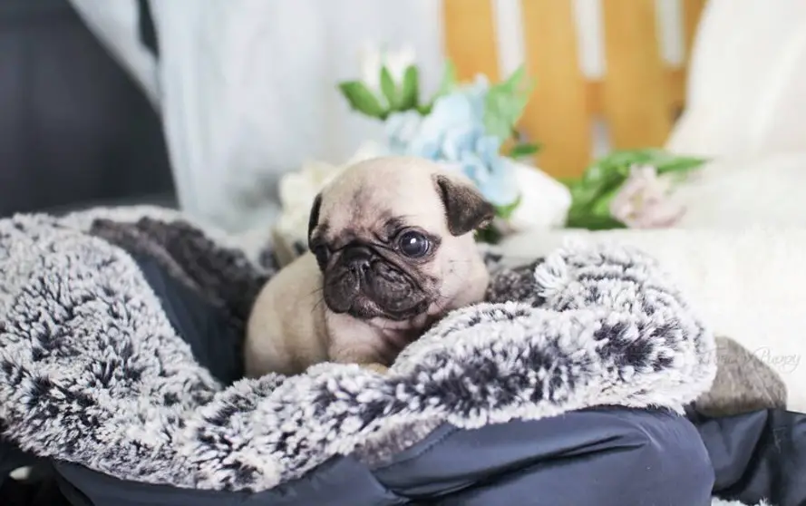 Teacup Pug on the bed