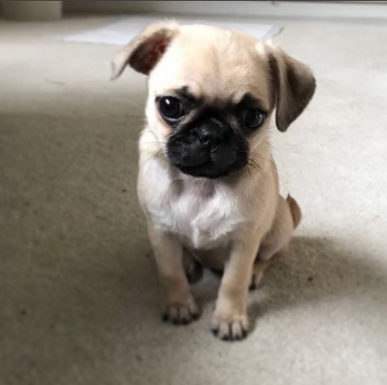 30 Pictures That Show Teacup Pugs Are the Cutest Dogs Ever Page 6 of