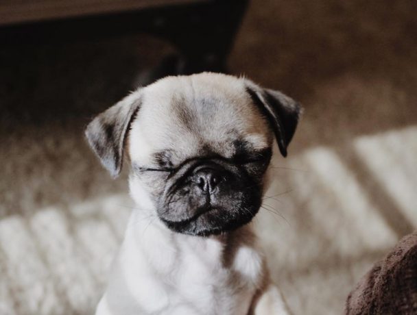 Teacup Pug with its eyes closed