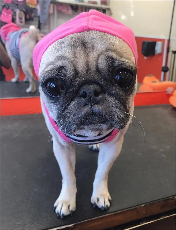 Teacup Pug wearing a cute pink hoodie