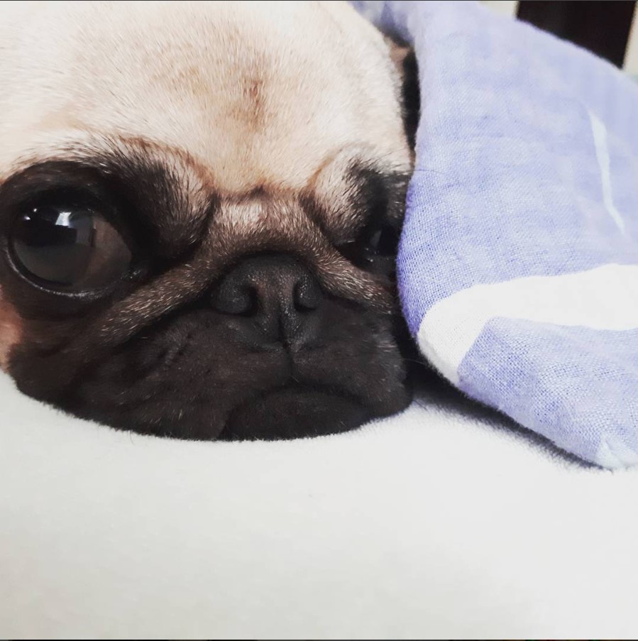 Teacup Pug lying down on the bed