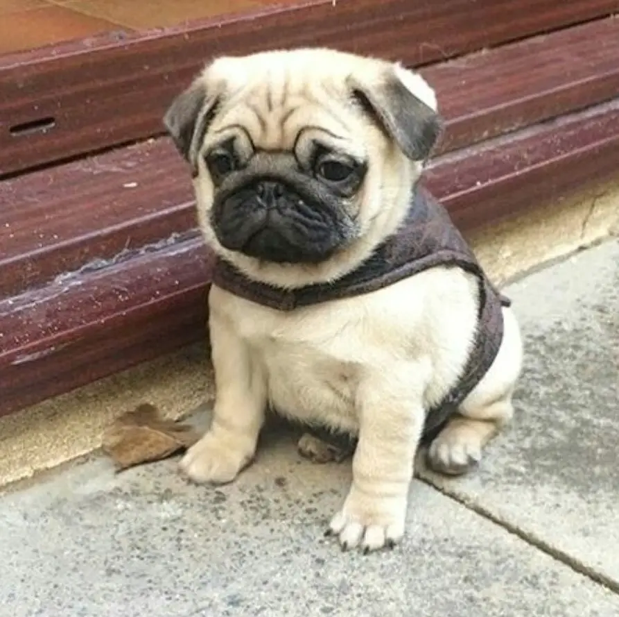 Teacup Pug sitting on the pavement