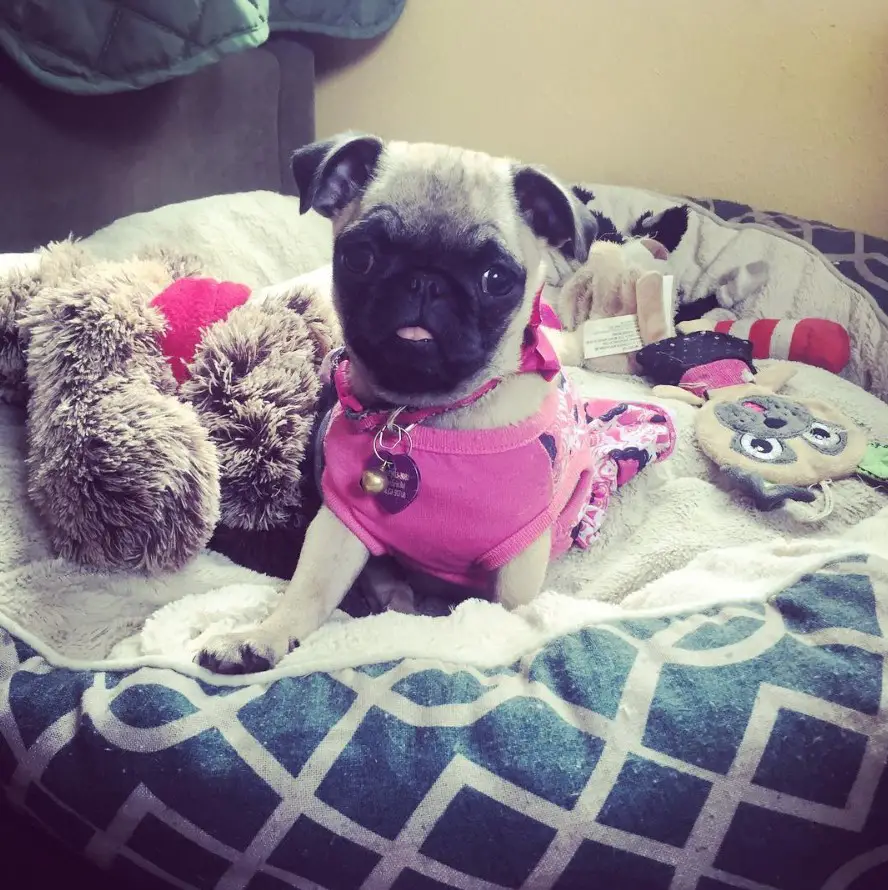 Teacup Pug sitting on its bed wearing a cute pink dress