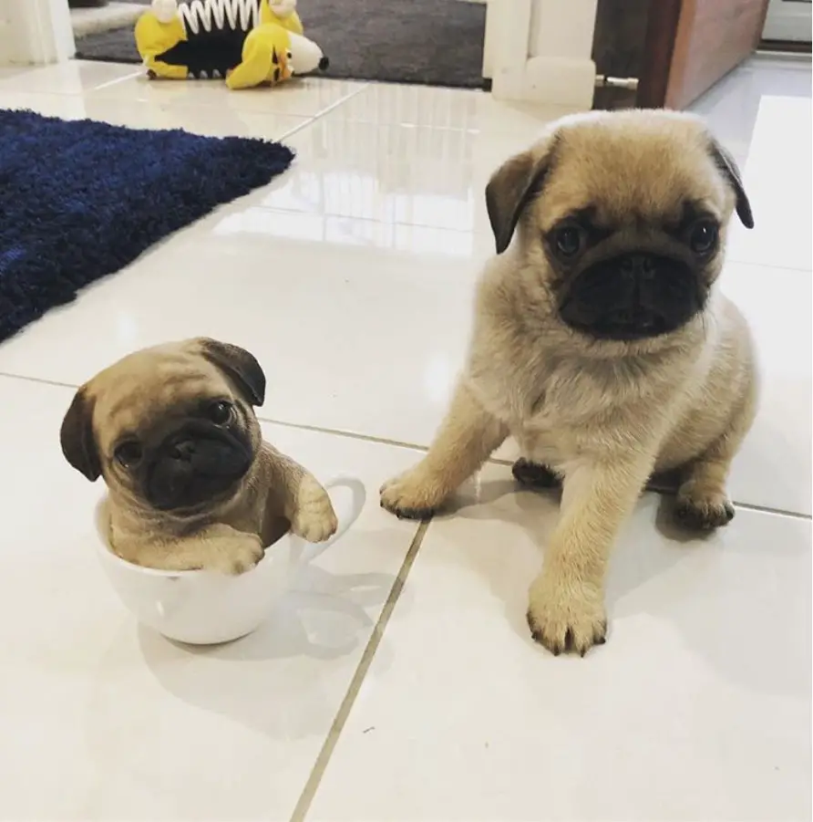 Teacup Pug sitting on the floor and in a cup