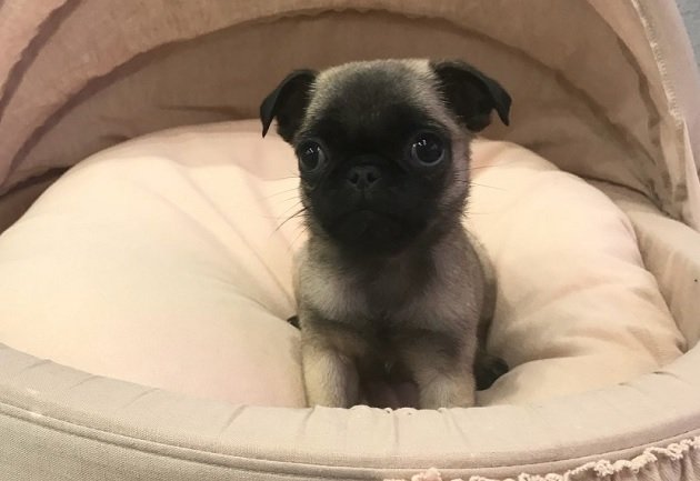 mini teacup pug