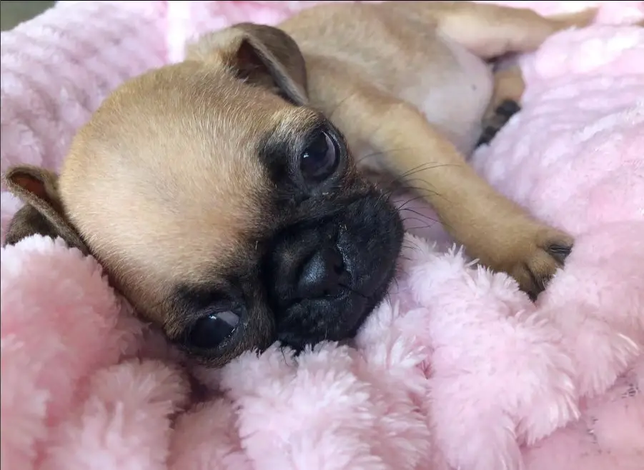Teacup Pug lying on its pink fluffy bed