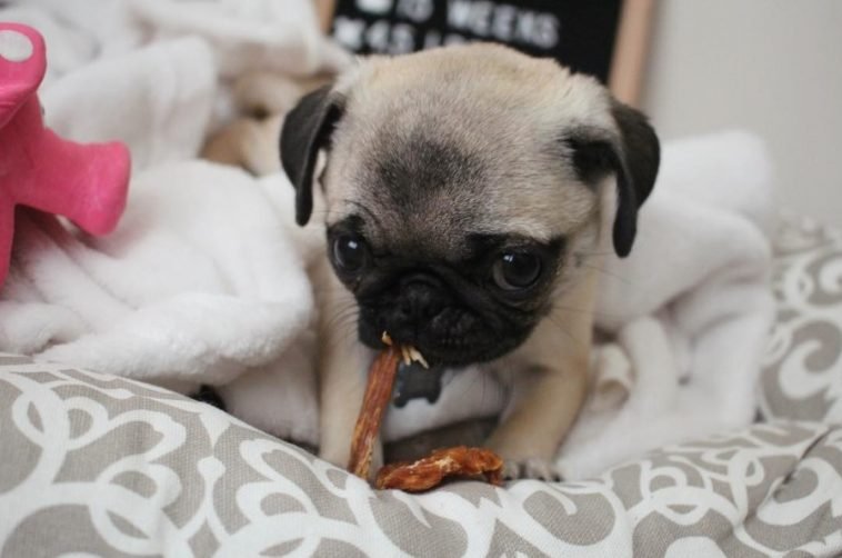30 Pictures That Show Teacup Pugs Are the Cutest Dogs Ever The Paws