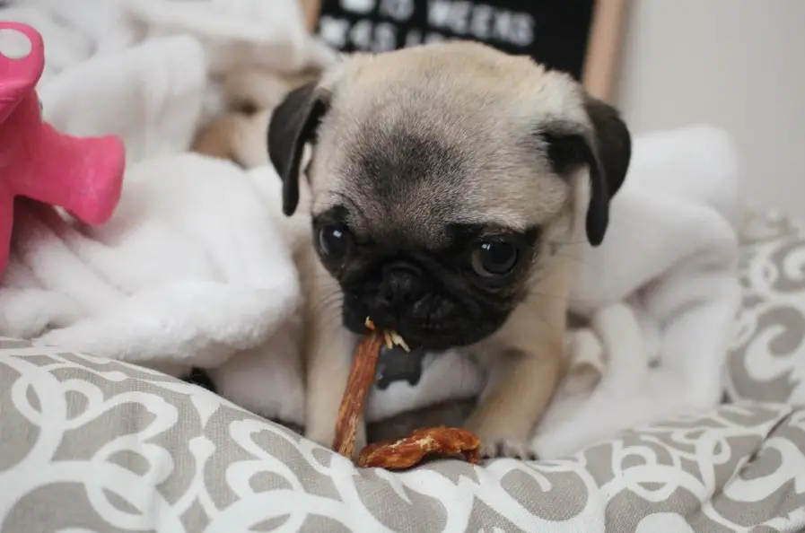Teacup Pug on the bed biting its toy