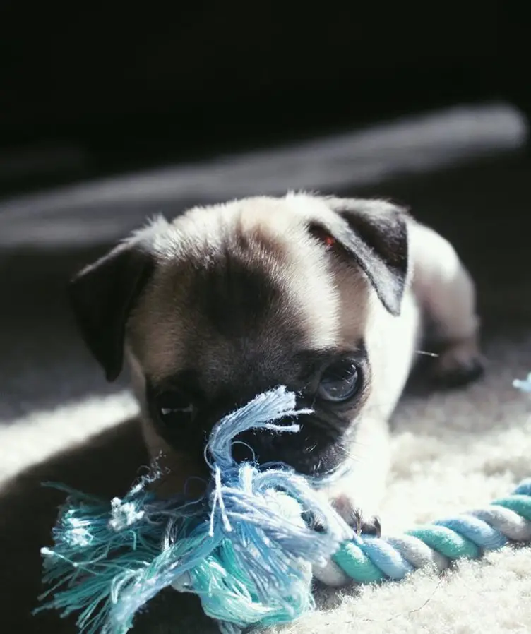 Teacup Pug playing with its blue tug toy