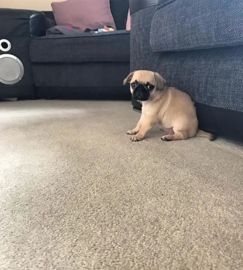 Teacup Pug sitting on the floor