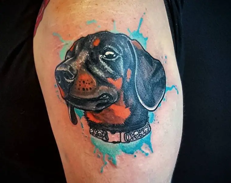 face of a Wiener Dog looking sideways with a splash of blue color background