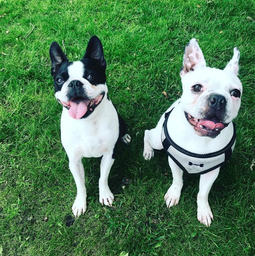 two White Boston Terriers sitting on the grass while one has black coat on its eyes and ears