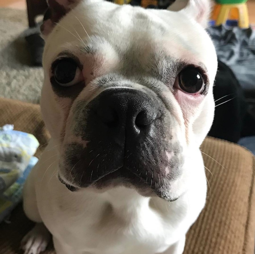 A White Boston Terrier sitting on the couch with its begging face