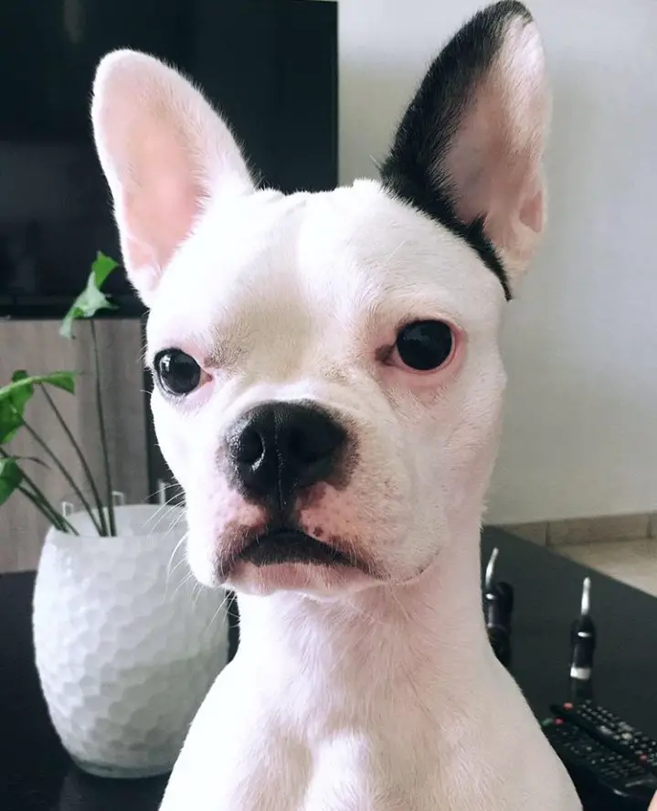 A White Boston Terrier staring