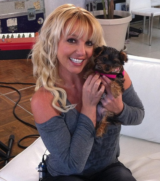 Britney Spears sitting on the chair while holding her Yorkshire Terrier