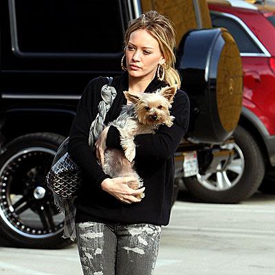 Hilary Duff walking in the parking lot while carrying her Yorkshire Terrier