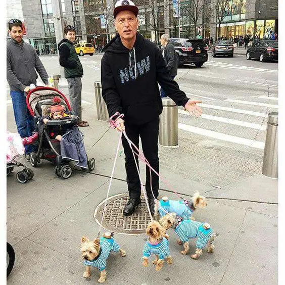 Howie in NYC with his four Yorkshire Terriers in the same tripe blue and white shirt