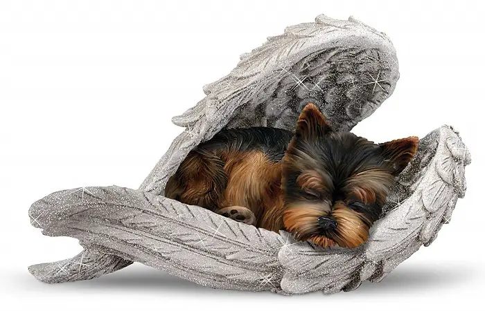 A Yorkshire Terrier in an angel wings figurine