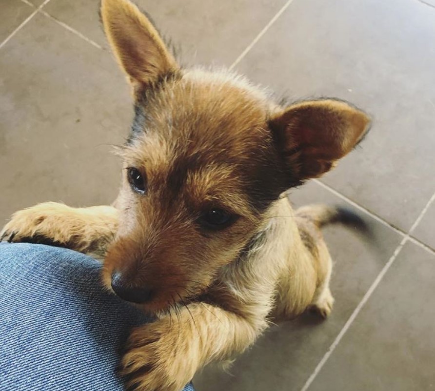 Yorkie Russell standing up leaning against the legs of a woman