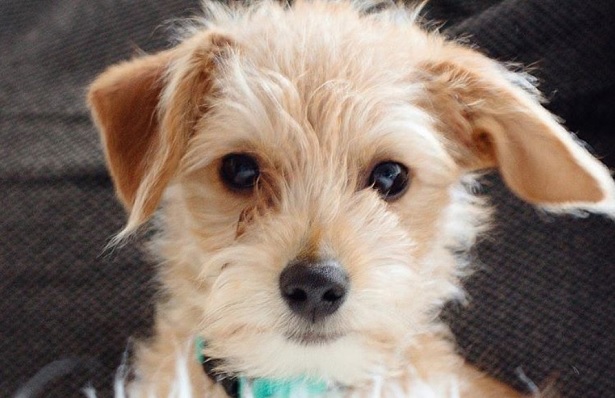 jack russell terrier mixed